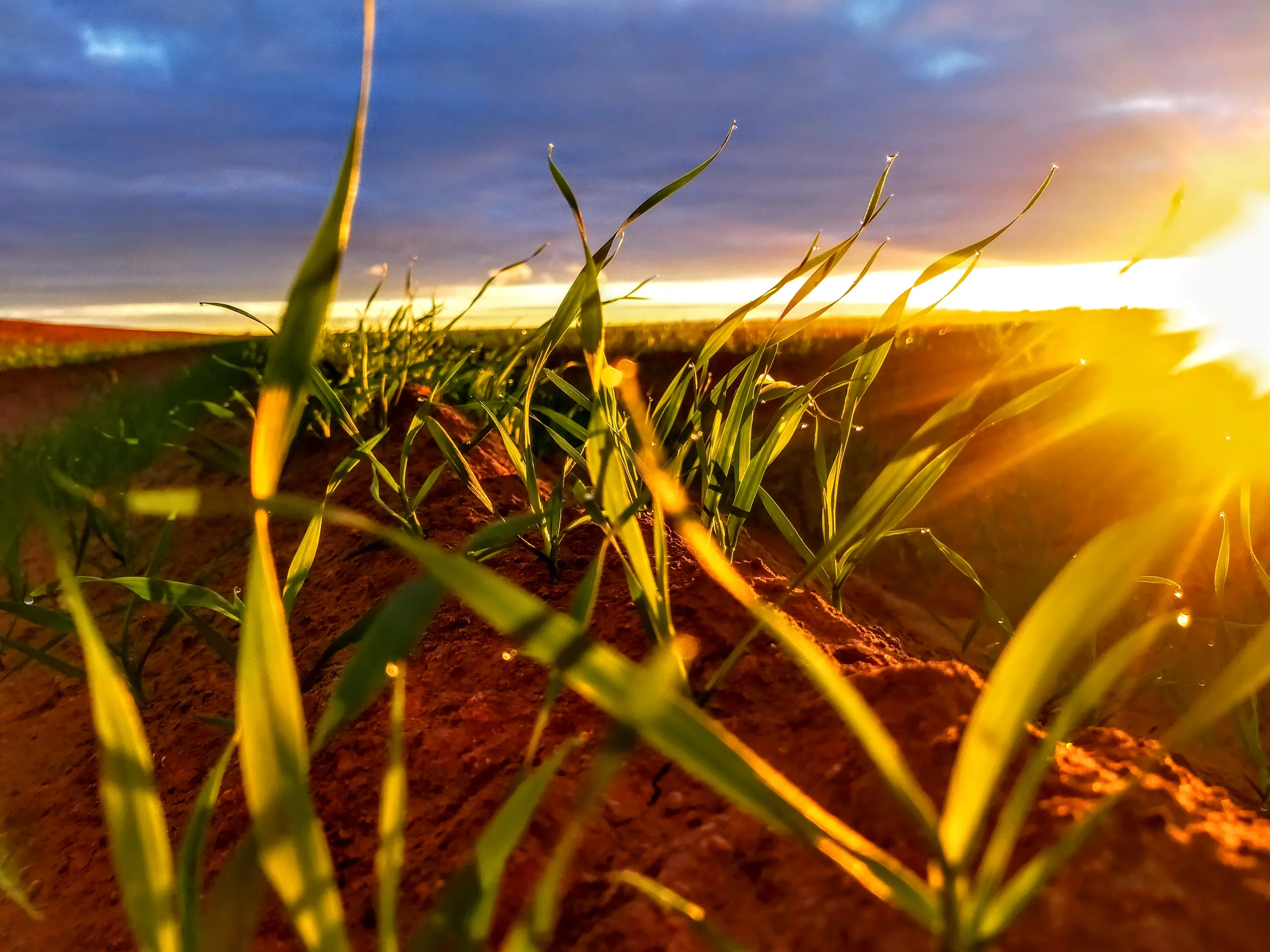 Green crop seedlings at sunrise in red Balonne soil