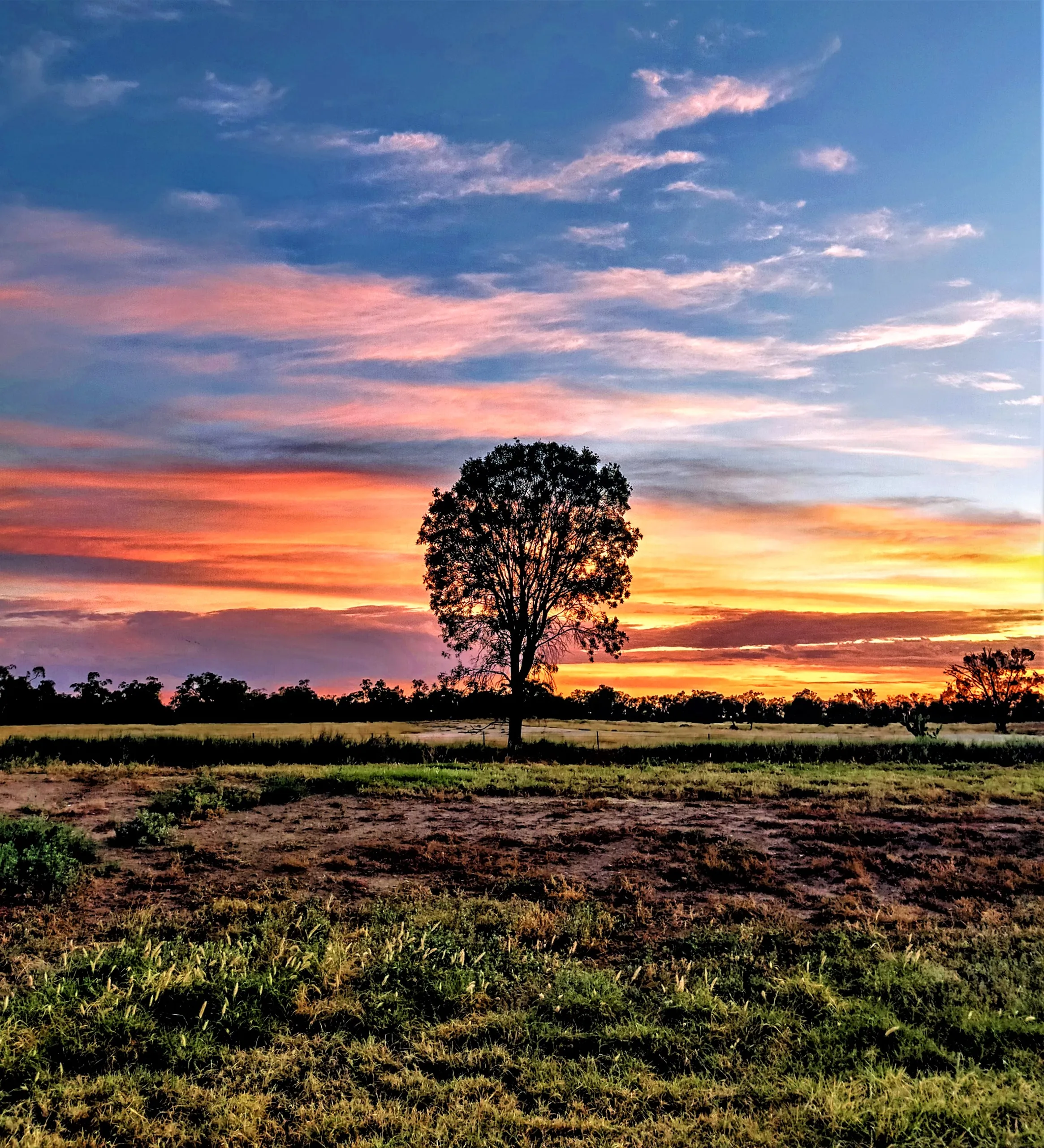 Lone tree against a vivid sunset over the Balonne plains