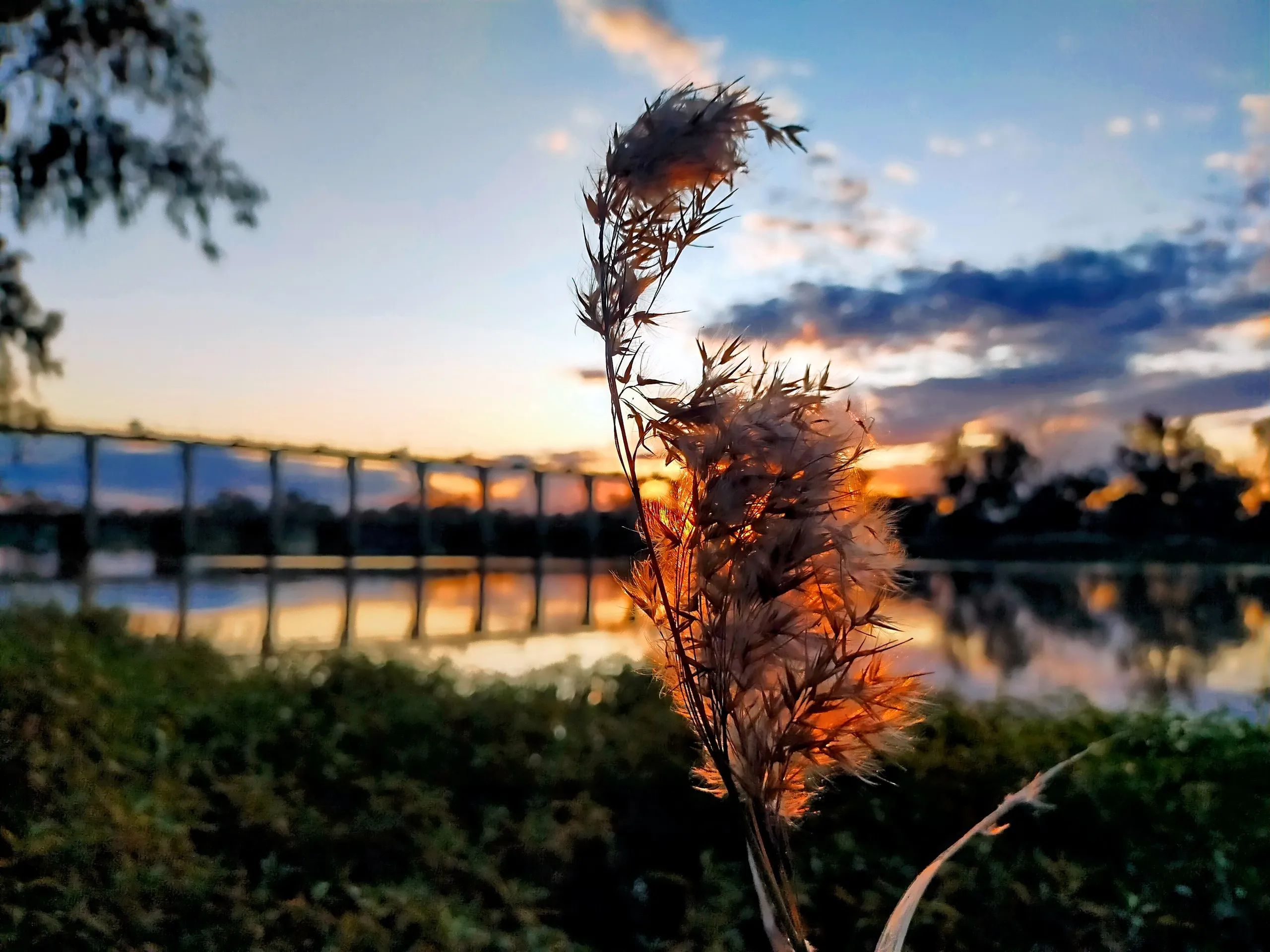 Golden reeds by the Balonne River at sunset